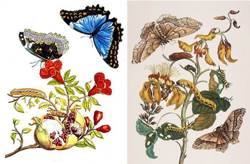 ilustraciones María Sibylla.jpg