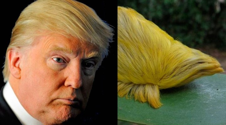 oruga-pelo-Trump