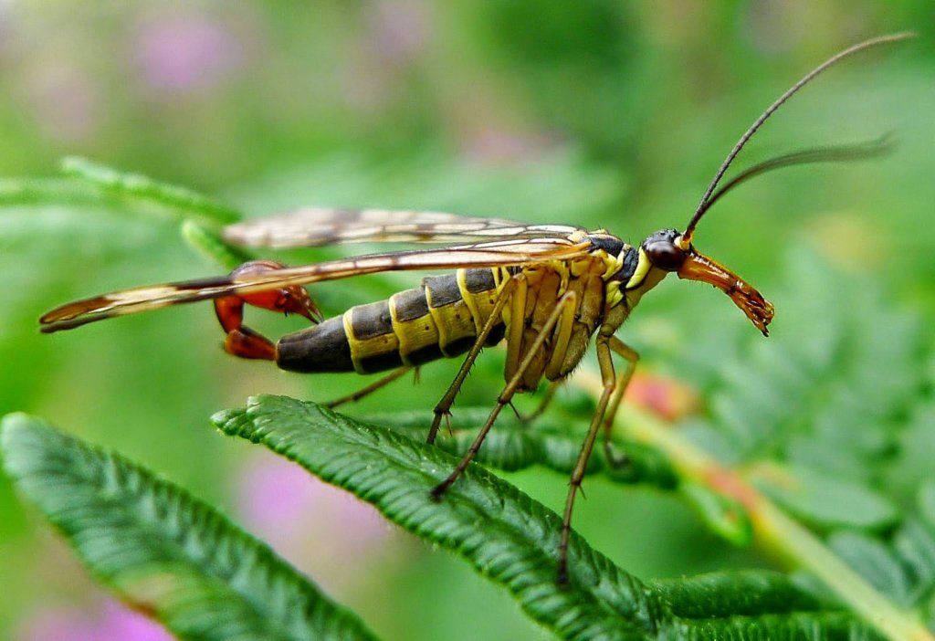 Hablemos de insectos – Sólo es Ciencia