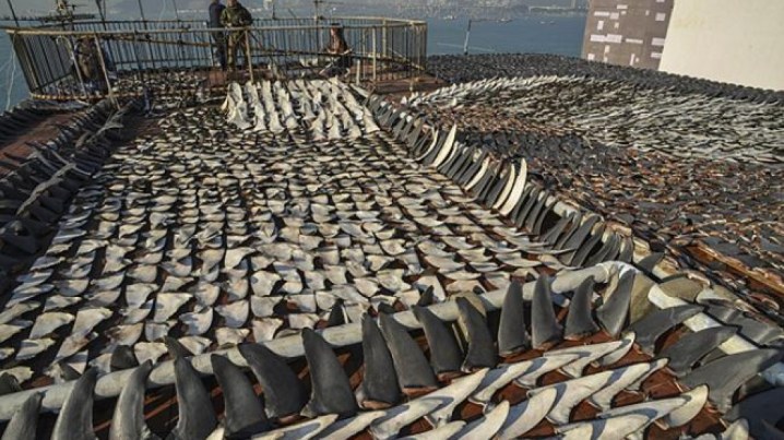 hong_kong-shark_fins