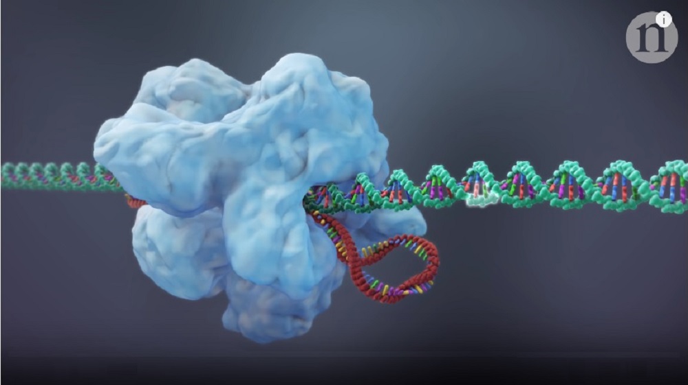 CRISPR-Cas9-screenshot-from-nature-video-1000x561-CRISPR-Gene-editing-and-beyond