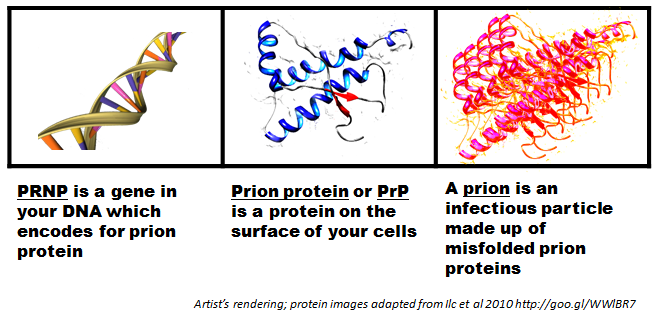 prnp-prp-prion.png