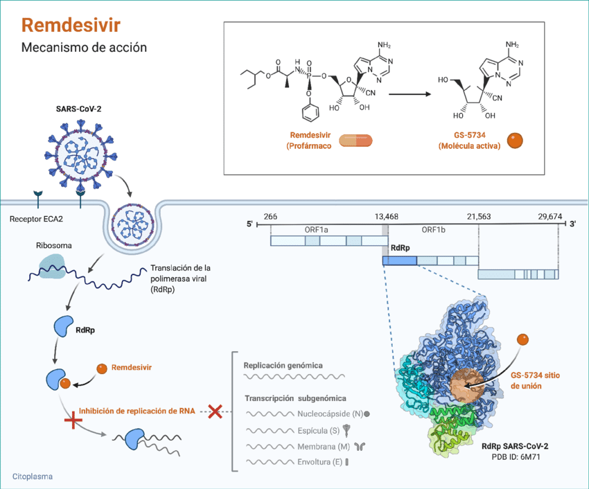 Figura-2-Mecanismo-de-accion-de-remdesivir-Figura-creada-con-BioRender